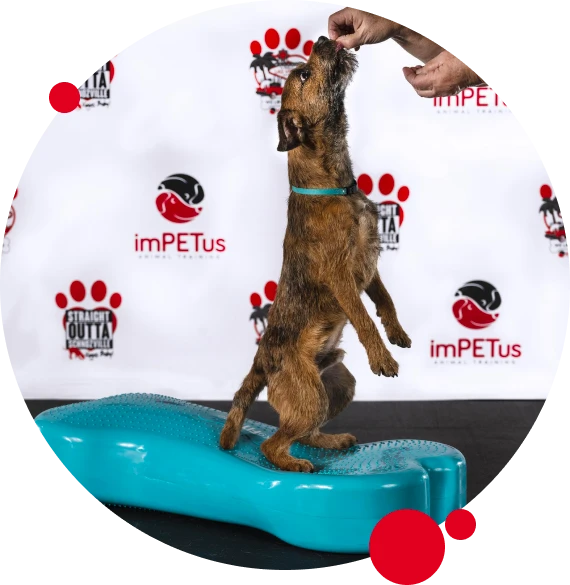 akc obedience title training