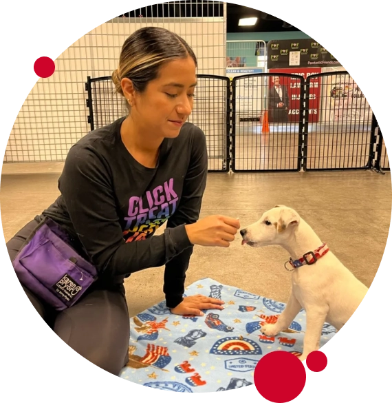 Why Choose ImPETus Animal Training?