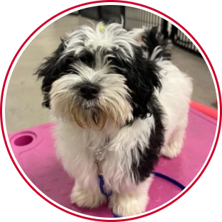 Puppy Home School