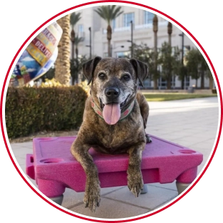 Virtual Dog Training