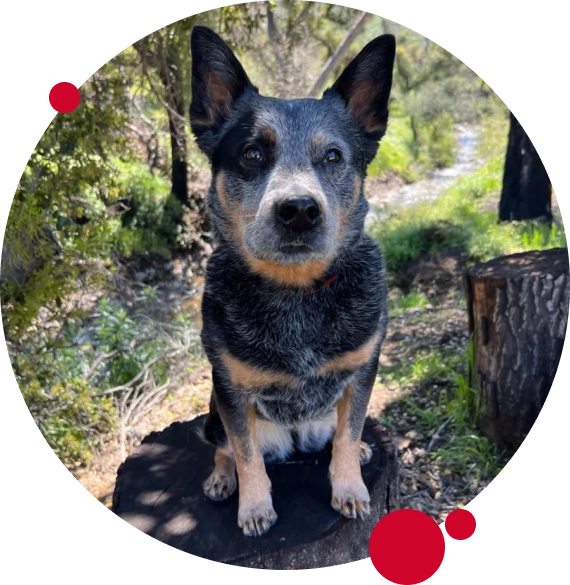 Proudly Serving Dog Owners Across Las Vegas & Surrounding Areas