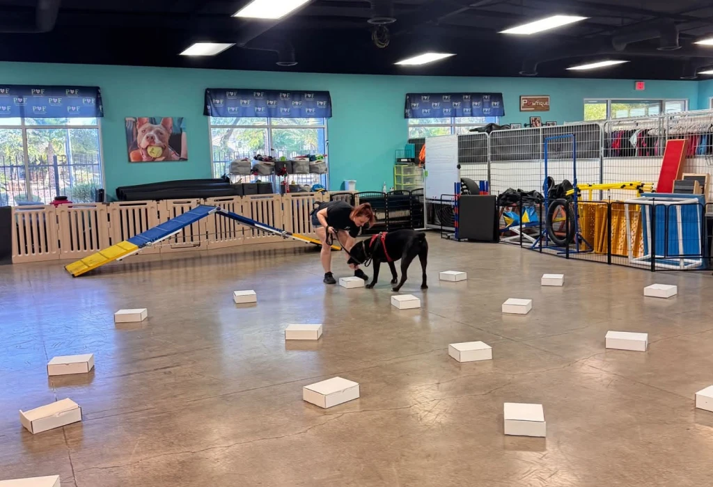 imPETUS Animal Training providing dog enrichment and reward based training for dogs and owners in Las Vegas