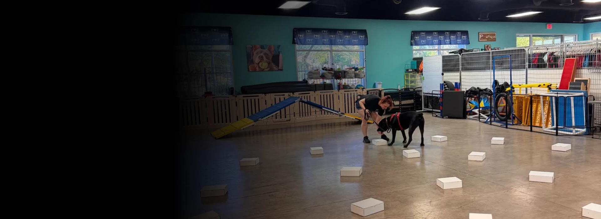 imPETUS Animal Training providing dog enrichment and reward based training for dogs and owners in Las Vegas