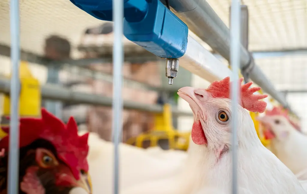 Poultry water specialists inspecting barn infrastructure