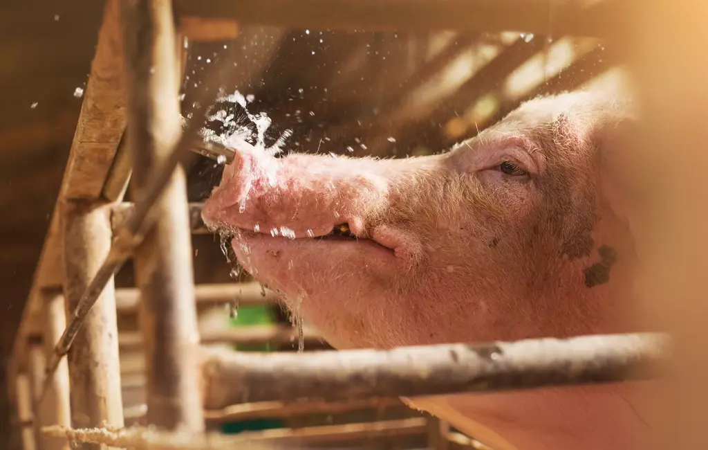 Swine production assessment for improved profitability