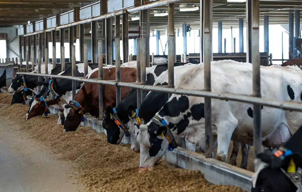 Dairy producer reviewing fertility performance