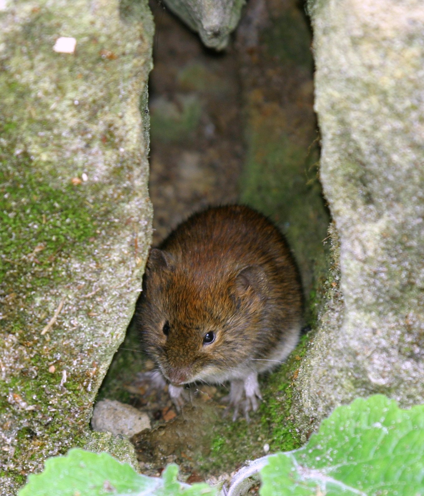 Vole Inspection and Activity Assessment